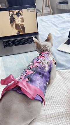Cat Corset
